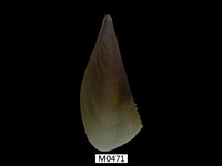 藏品(江瑤貝)的圖片